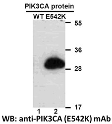 Anti-PIK3CA (E542K)