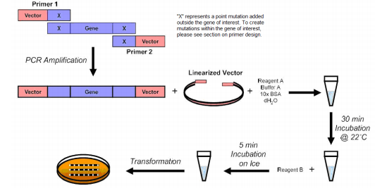 Fast and Efficient Mutagenesis Kit with Competent Cells