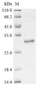 Neuron navigator 2 (NAV2), partial, human, recombinant