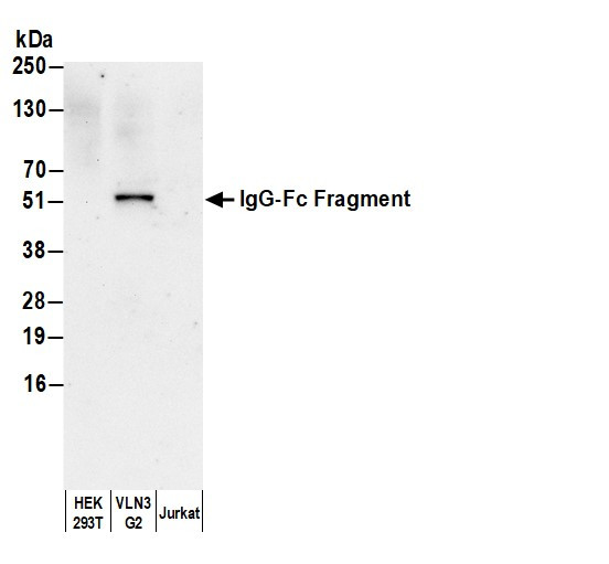Anti-Human IgG-Fc Fragment