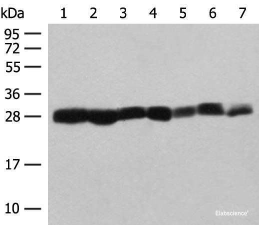 Anti-PSMA3