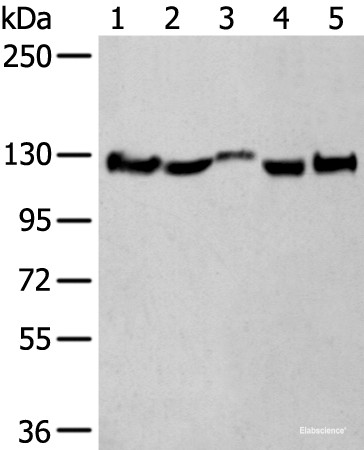 Anti-CNTN1