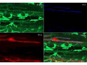 Anti-beta-Actin