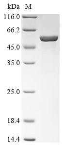 Glycerate 2-kinase (gck), Pyrococcus horikoshii, recombinant