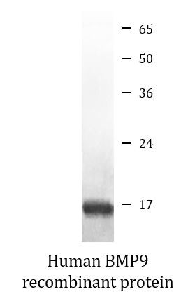 Human BMP9 recombinant protein (Active)