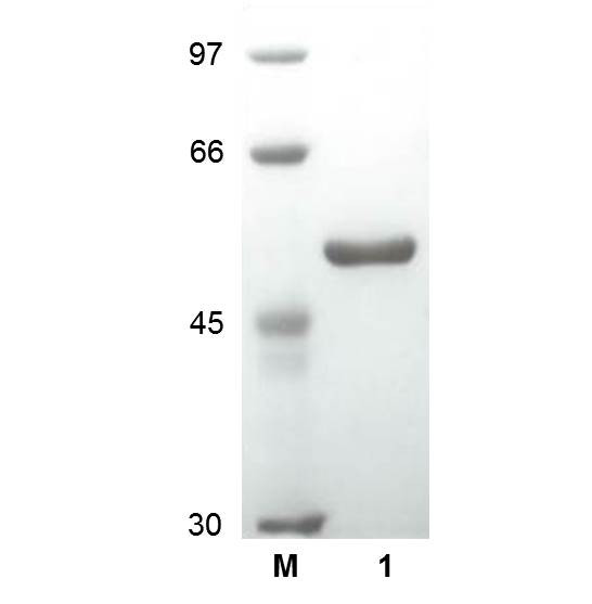 Sulfite oxidase Mo centre domain (EC 1.8.3.1), Homo sapiens