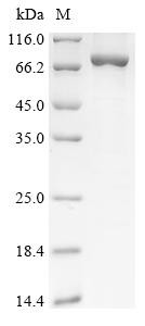 Glypican-6 (GPC6), human, recombinant