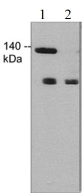 Anti-phospho-eNOS (Ser632), clone M232