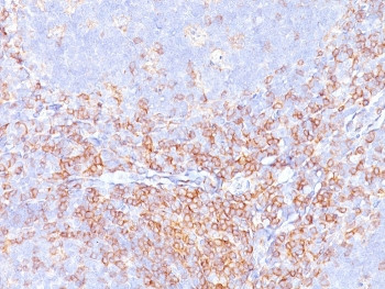 Anti-CD4, clone CD4/3619R