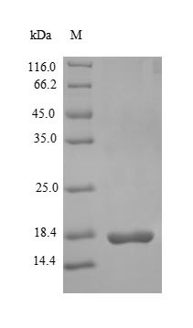 Glucagon-like peptide 1 receptor (Glp1r), partial, rat, recombinant