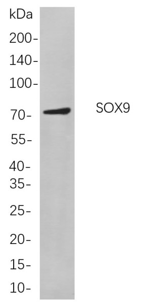 Anti-Recombinant SOX9, clone 6C9