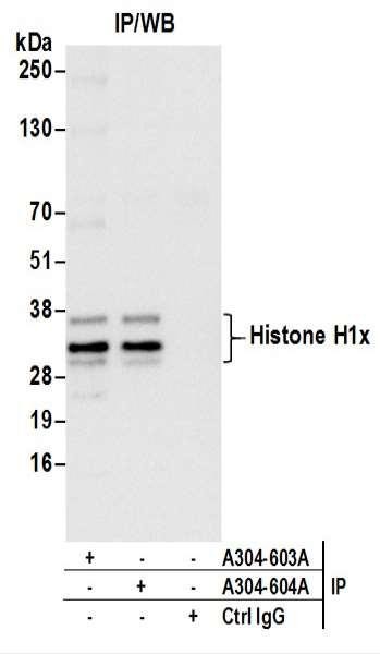 Anti-Histone H1x