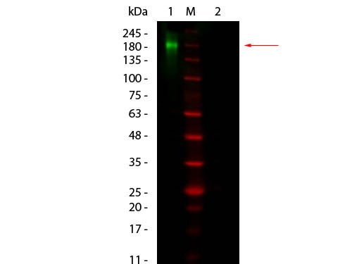 Fluorescent TrueBlot(R): Anti-Rabbit IgG DyLight(TM), clone eB182, DyLight(TM) 800 Conjugated