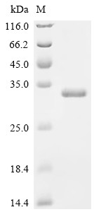 Egl nine homolog 3 (EGLN3), human, recombinant