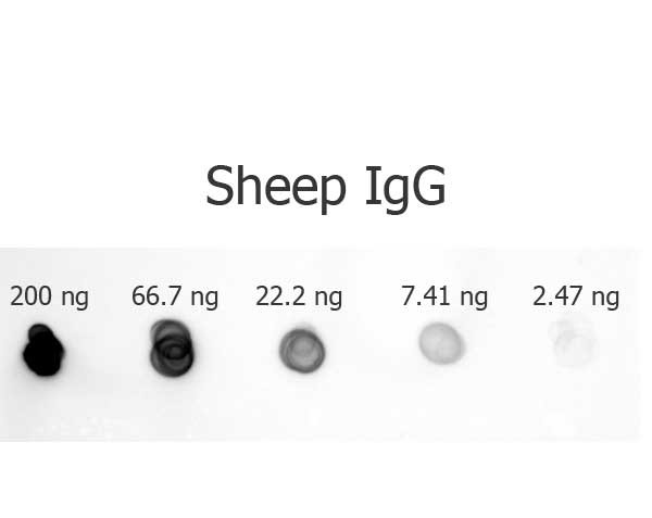 Anti-Sheep IgG [Rabbit] Alkaline Phosphatase conjugate