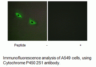 Anti-Cytochrome P450 2S1