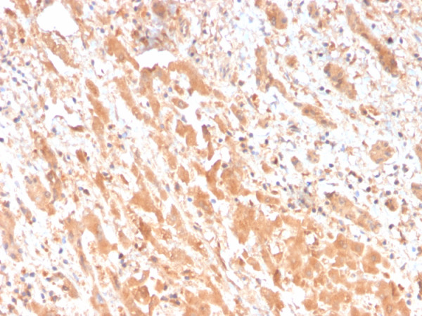 Anti-Apolipoprotein H / APOH, clone APOH/3682