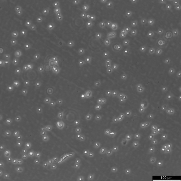 MFC Cells