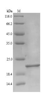 Elongation factor P (efp), Escherichia coli, recombinant