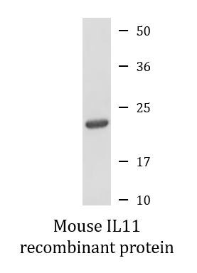 Mouse IL11 recombinant protein (Active)