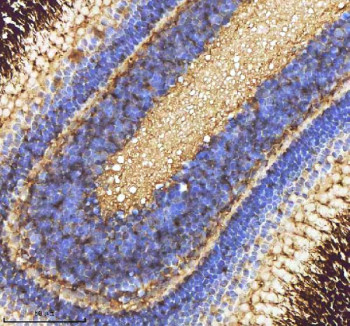 Anti-Zebrafish Caspase 9 / Casp9