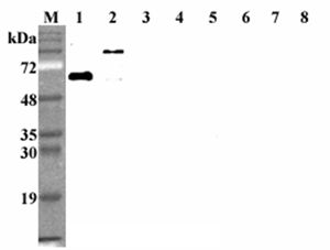 Anti-DLL1 (human), clone D1L165-6
