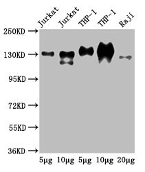 Anti-CD31 Monoclonal, clone 9E6E12