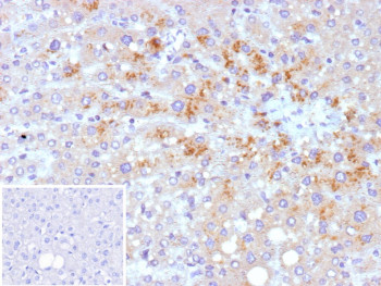 Anti-NS3 / Non-structural protein 3, clone rMMM33