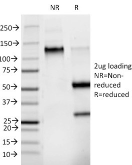 Anti-Phosphotyrosine (P-Tyr)(PY265), CF405S conjugate, 0.1mg/mL