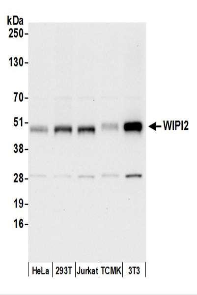 Anti-WIPI2