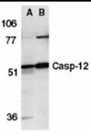 Anti-Caspase-12