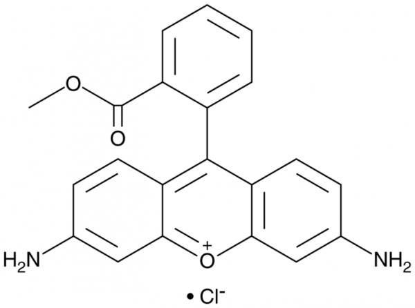 Rhodamine 123 (chloride)