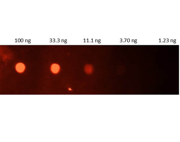 Anti-CRL, Fluorescein Conjugated