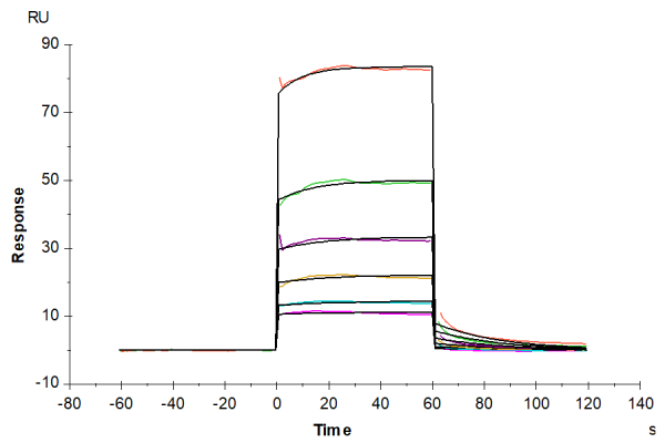 Human APOE3/Apolipoprotein E Protein