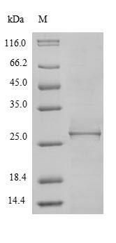 ATP-dependent Clp protease proteolytic subunit 2 (clpP2), Borrelia burgdorferi, recombinant