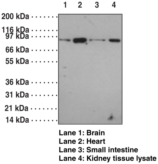 Anti-Toll-Like Receptor 12