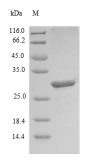 Leukocyte cell-derived chemotaxin 1 (LECT1), partial, human, recombinant