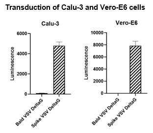 Bald VSV Delta G (Luciferase Reporter)