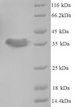 Acyl carrier protein (acpP), Staphylococcus aureus, recombinant