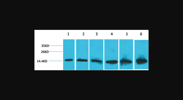 Anti-Cytochrome C, monoclonal