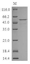 Cysteine-rich secretory protein LCCL domain-containing 2 (CRISPLD2), human, recombinant