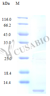 Fractalkine protein (CX3CL1), partial (Active), human, recombinant