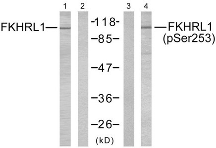 Anti-Phospho-FOXO3 (Ser253)