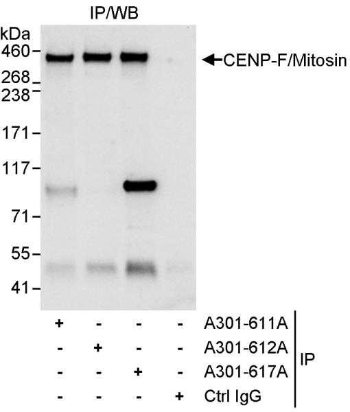 Anti-CENP-F/Mitosin