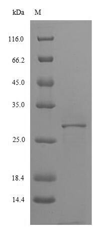 Interleukin-4 receptor subunit alpha (IL4R), partial, swine, recombinant