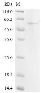 YTH domain-containing family protein 2 (YTHDF2), partial, recombinant human