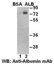 Anti-Albumin