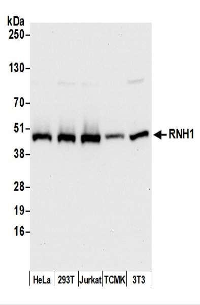 Anti-RNH1