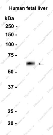 Anti-Recombinant Factor X, clone C322786