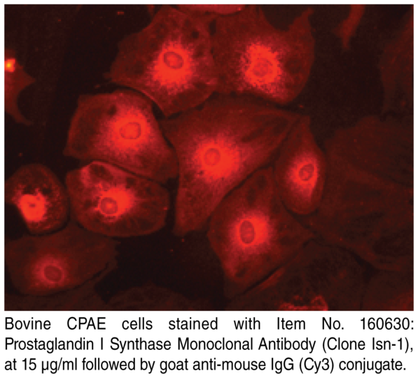 Anti-Prostaglandin I Synthase (Clone isn-1)